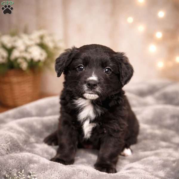 Wakanda, Border Collie Mix Puppy